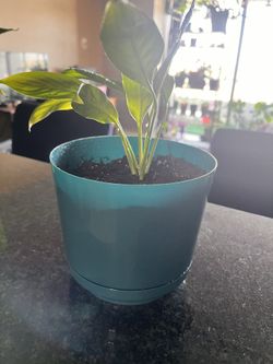 Peace Lily