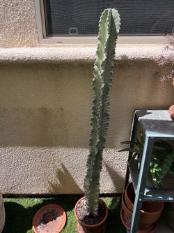 Large euphorbia cactus