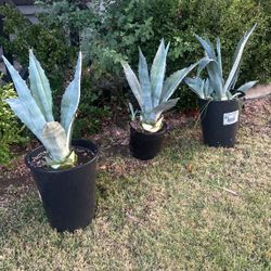 Maguey Plants
