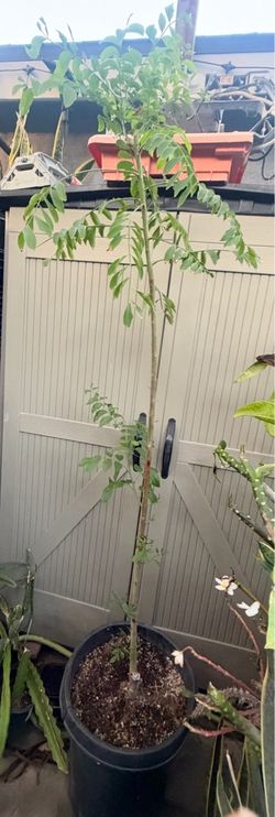 Jocote corona tree