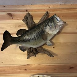 28 Inch Large Mouth Bass