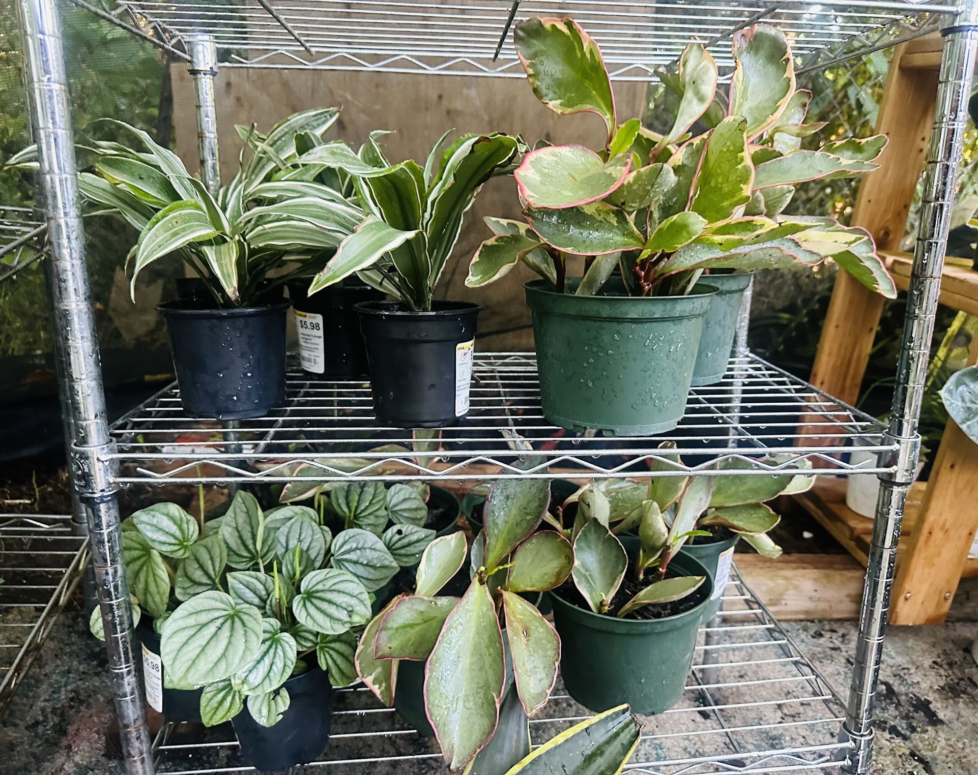 Hi, I Have Indoor,Outdoor,cactus,Succulents Available. Msg To Set A Meet Time ThxMidland.