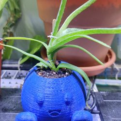 Aloe plant Oddish Planter