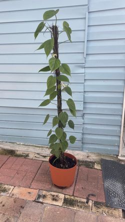 very nice. I have different sizes. Philodendron plant very nice. I have different sizes.
