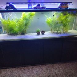Aquarium Plants 