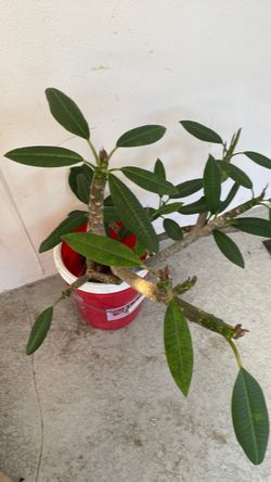 Plumeria Cuttings Ready to Plant - Pink Flowers