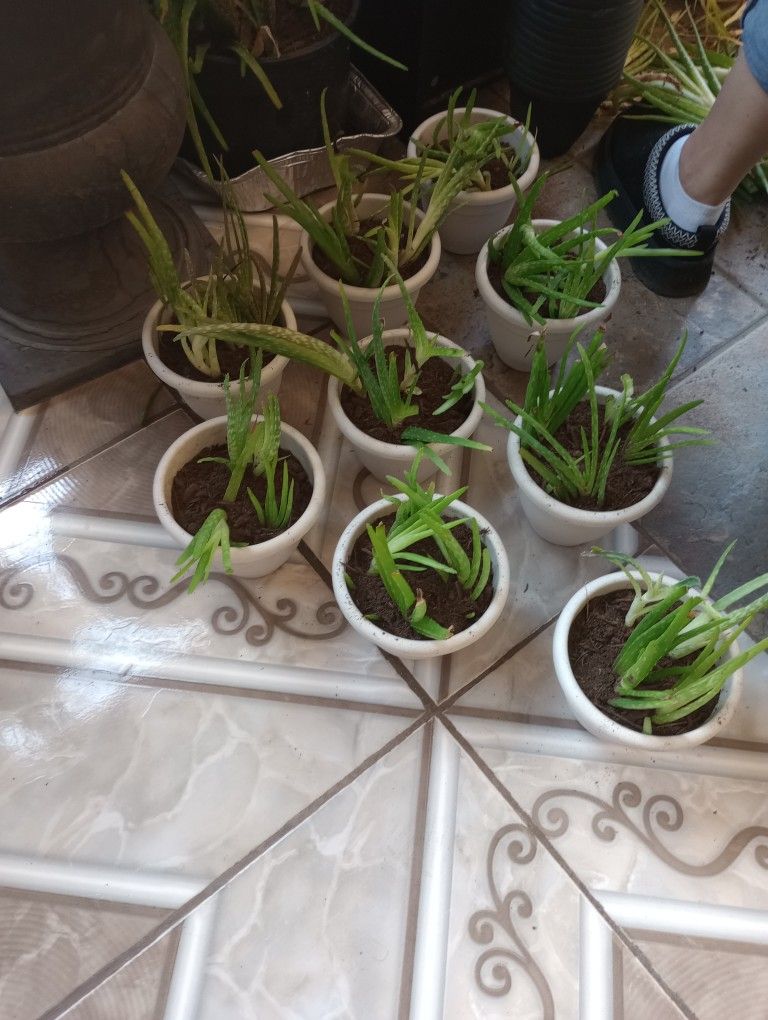 Small Pots Of Aloe Vera