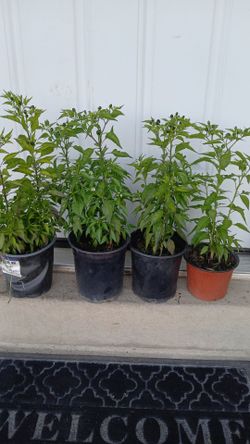 Chile tepin