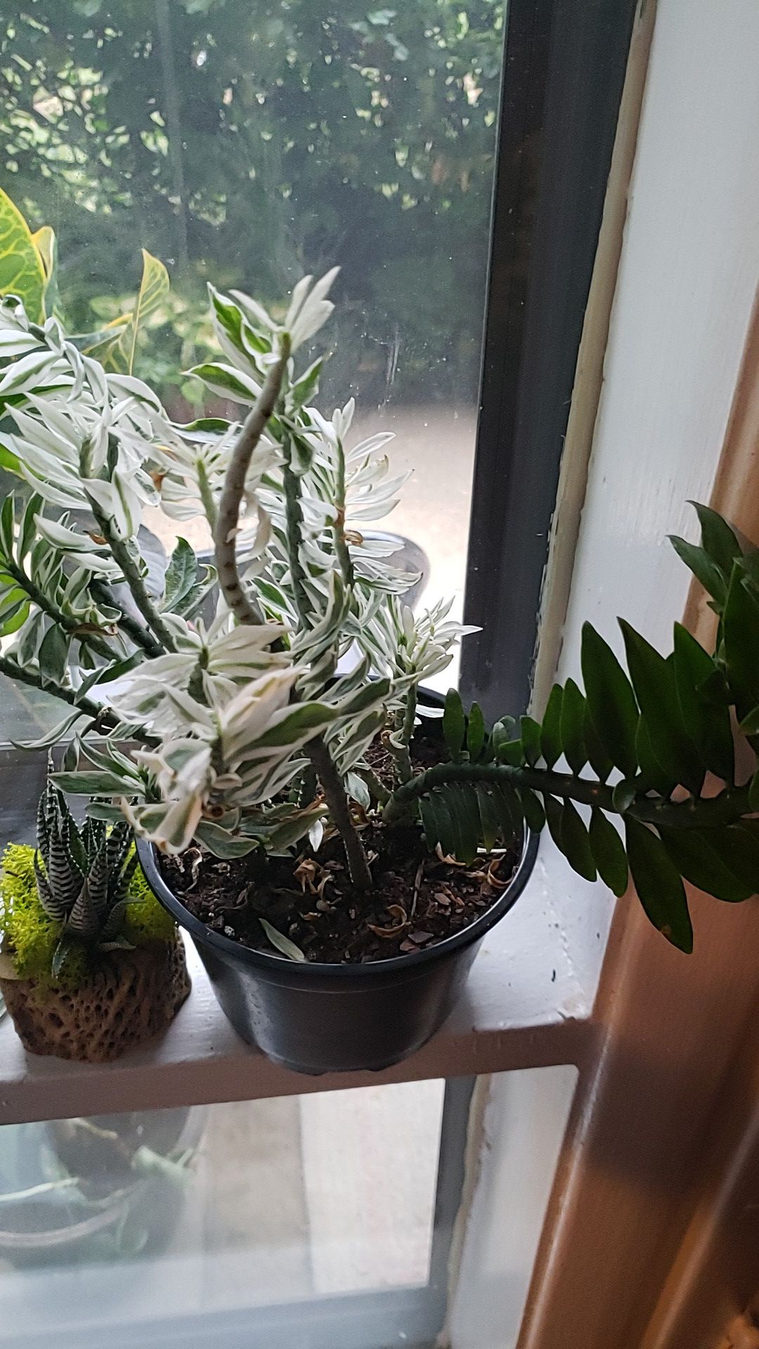 Sacculent plant 6" pot