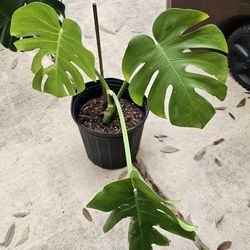 Monstera live plant