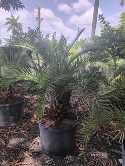 Sylvester Palm Tree 25gl $200