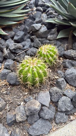 Sun Goddess Cactus Baby