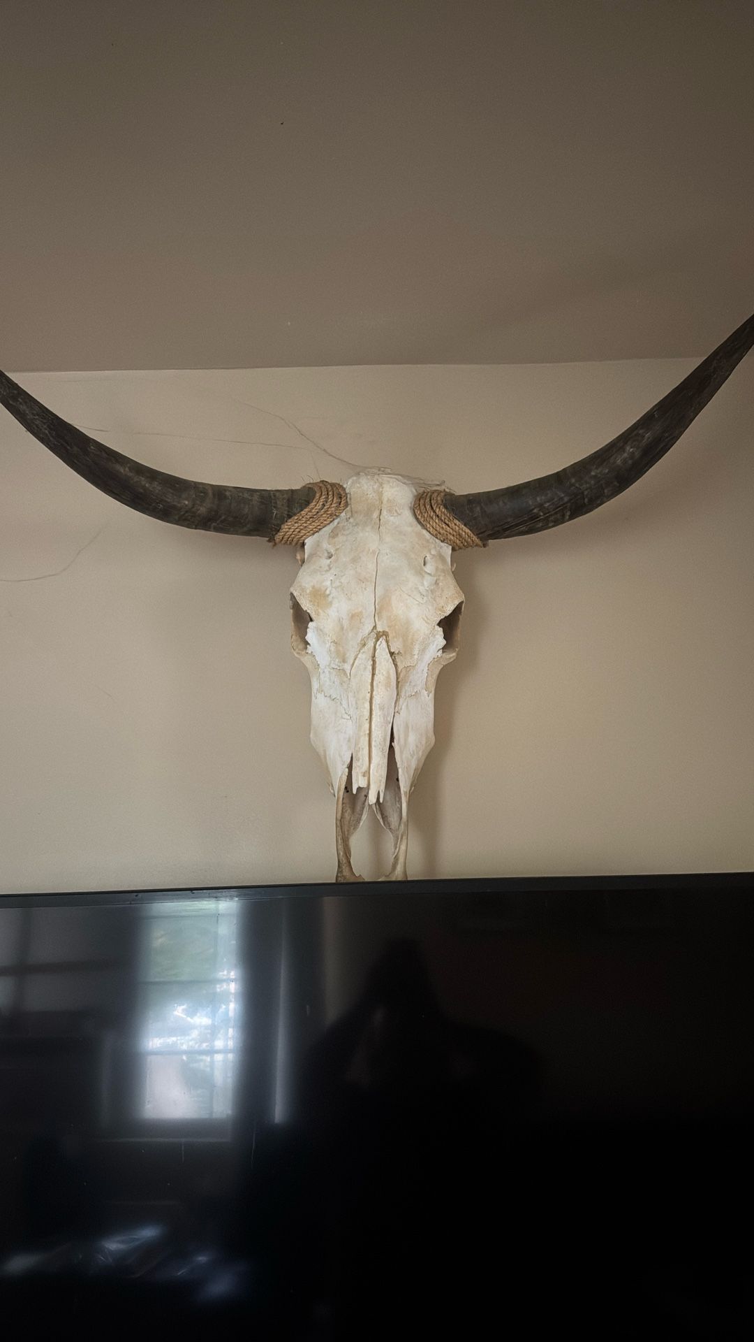 Cow Skull
