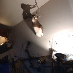 Anolope Bust With White Tail Horns