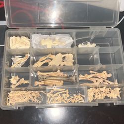 Full Set Muskrat Bones