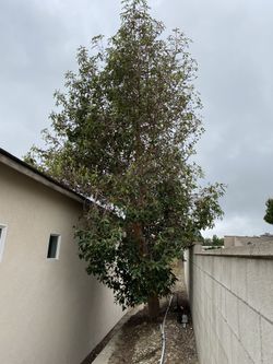 Unwanted Tree Or Palm
