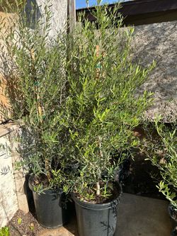 Olive trees 15 gallon pot 55$ each