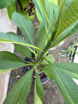 Plumeria Plants 4