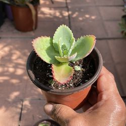 Mother of Thousands succulent Kalanchoe daigremontiana Mexican Hat