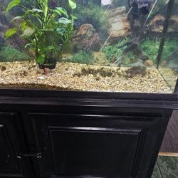 50 gallon Fish Tank