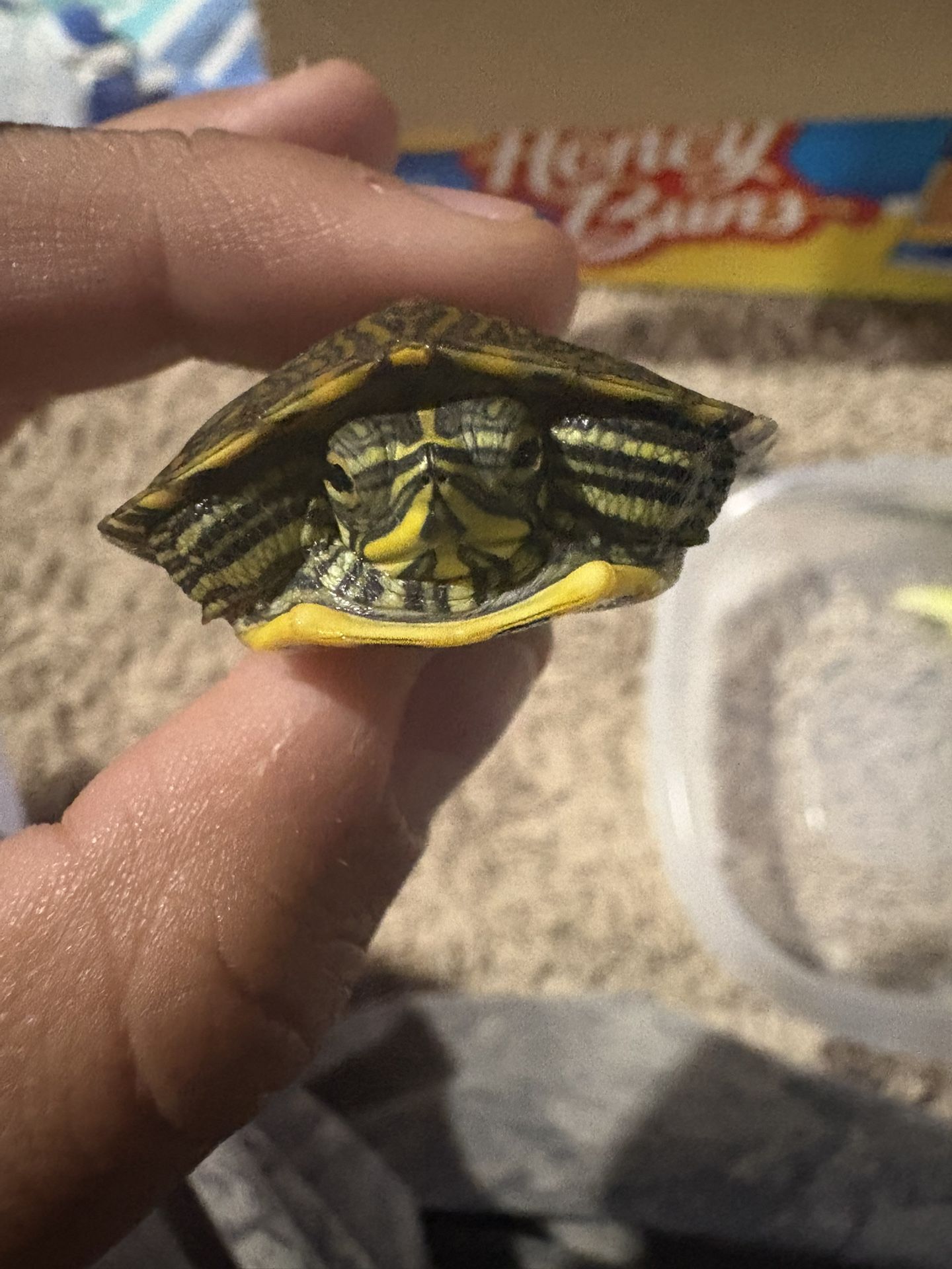 tanks and turtles