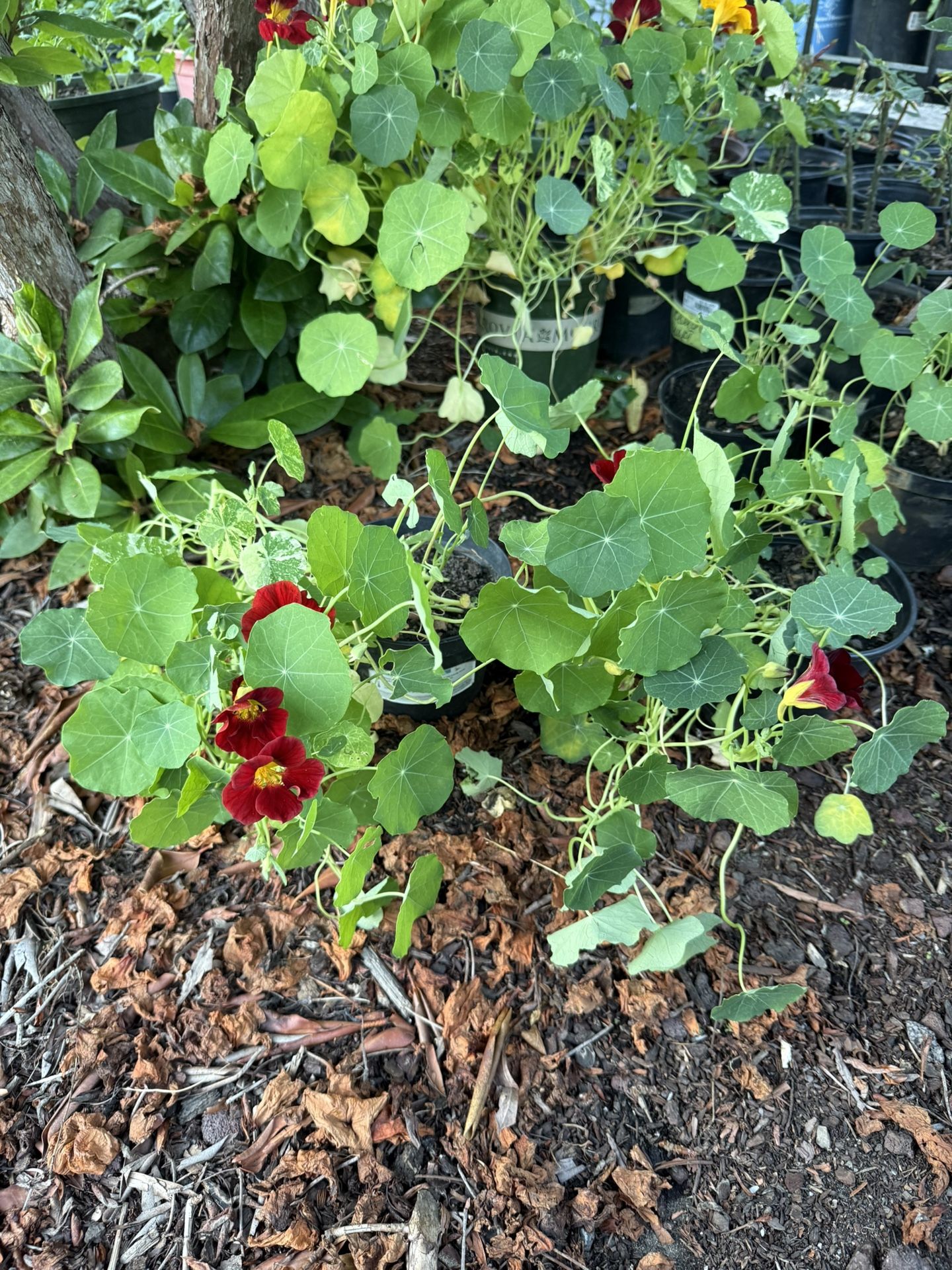 Nasturtium Blooming Plants Vibrant Colors In Pots