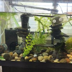 75 gallon turtle tank with filters, decor, lamps and stand