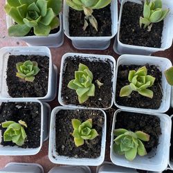 Succulents $2 Each