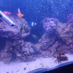 Saltwater Aquarium Rocks 50 Pounds 