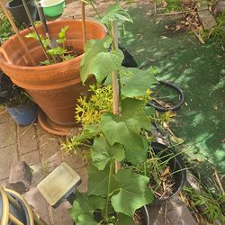 Chayote Ready for planting