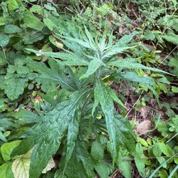 Organically grown - Native California Mugwort(Artemisia douglasiana) - 2ft