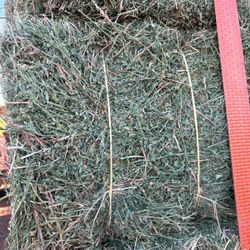 Alfalfa Hay For Sale 