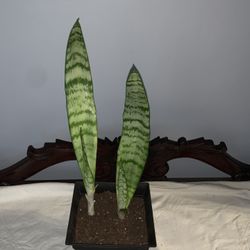 14” Snake Plant 
