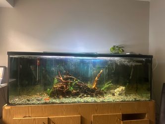 150 gal Fish Tank