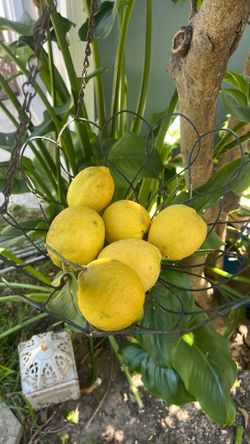 Yellow Lemons