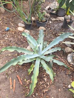 Blue agave