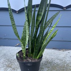 Snake Plant