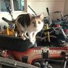 Alan 