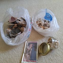 Seashells from Around the World