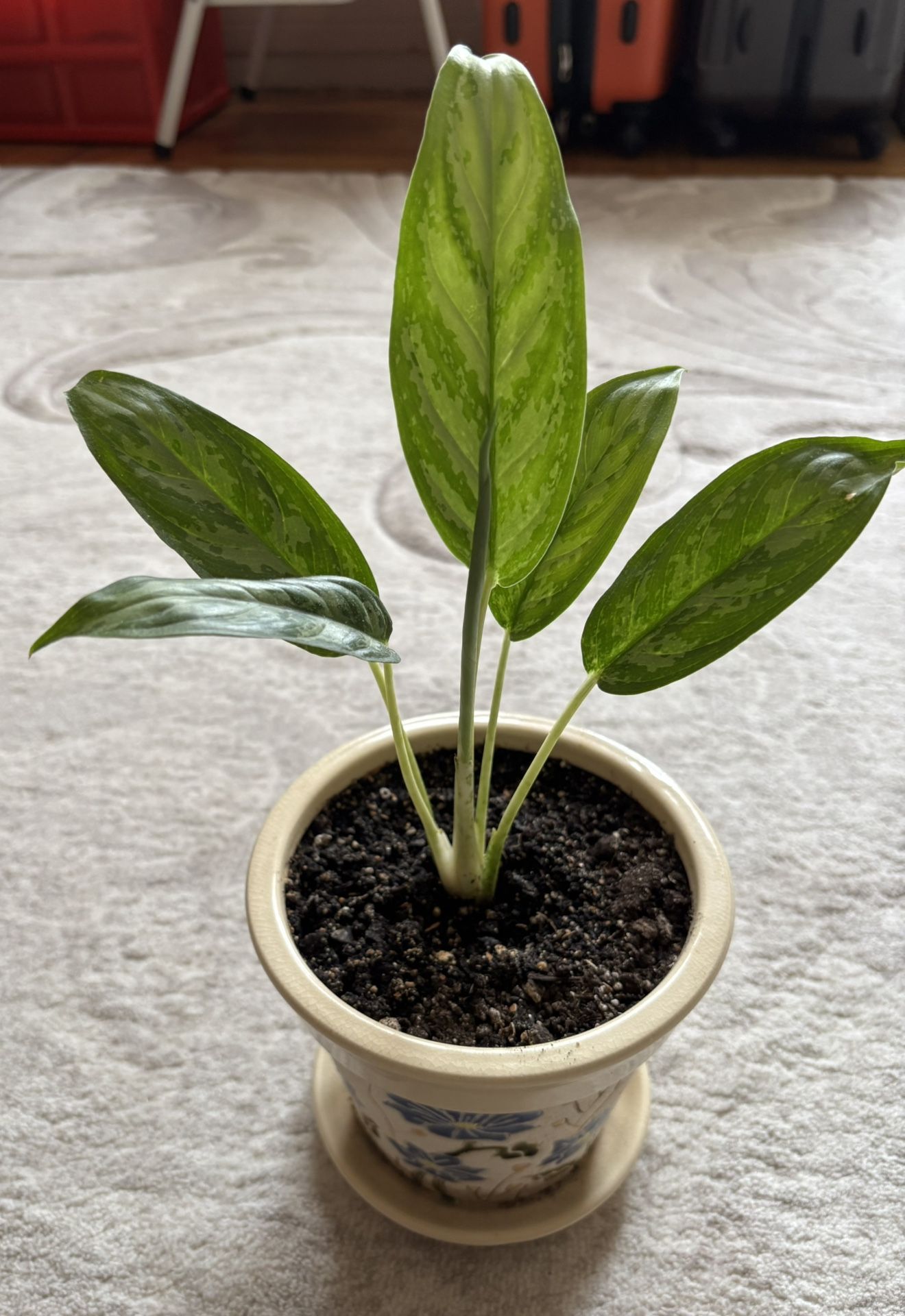 Chinese Evergreen Plant In Decorative Pot