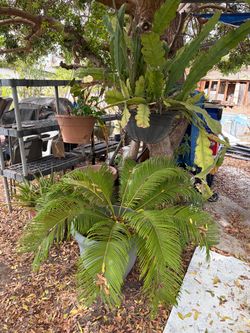 Outdoor Plants