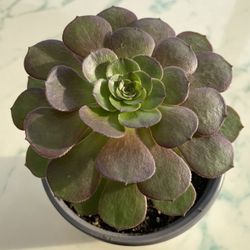 Aeonium 'Blushing Beauty'  Blushing Aeonium (LIFE  SUCCULENT - CACTUS) 