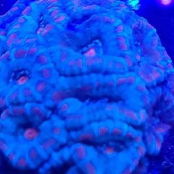 Ornaments Coral For Sale!!!