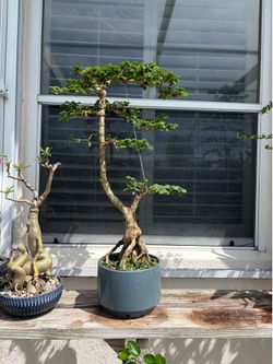 Tropical plant bonsai