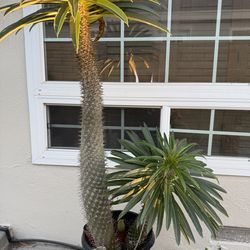 Madagascar Palm