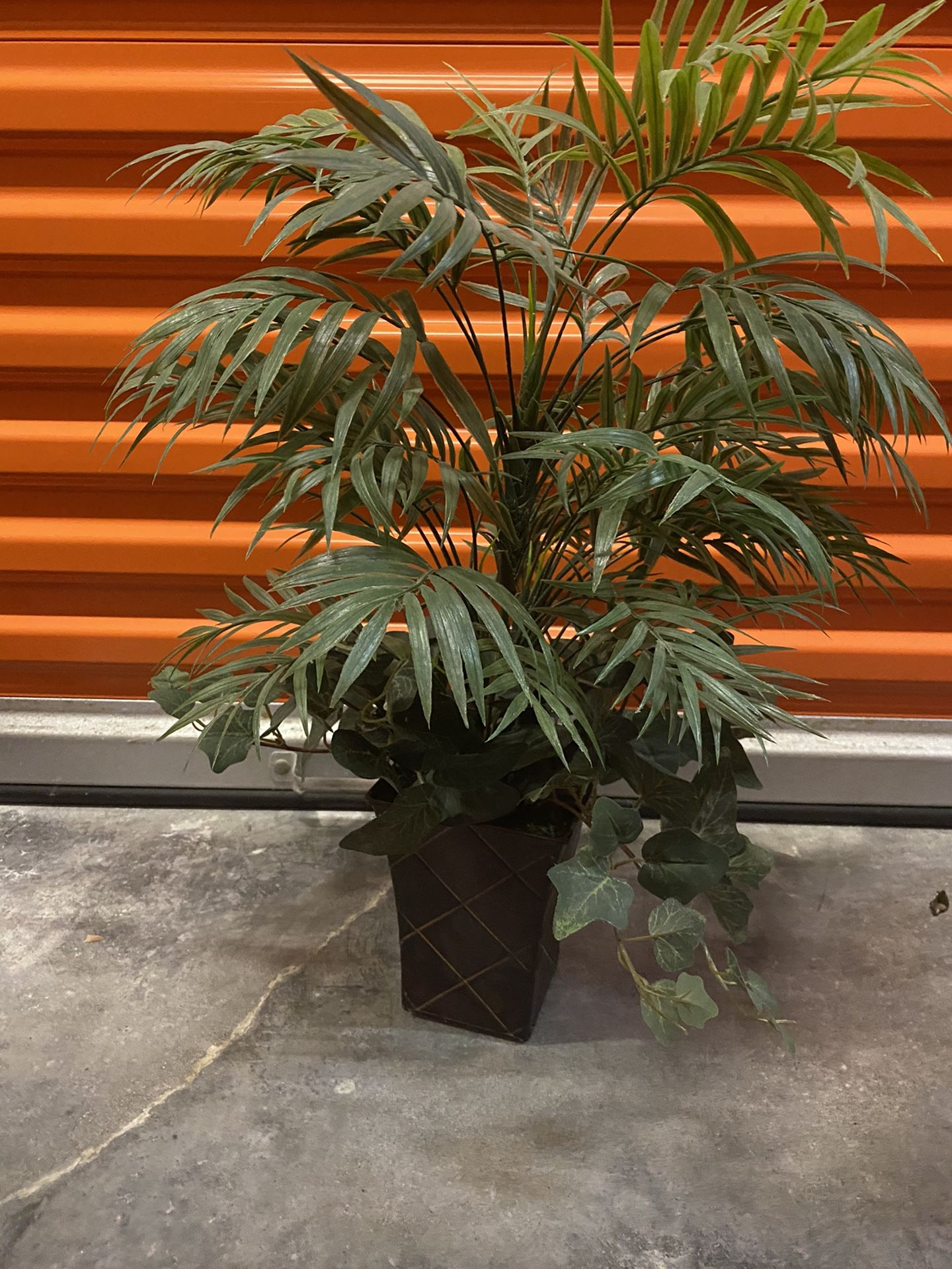Decorative Tropical Plant
