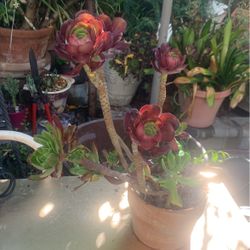 Succulent Plant In Clay 6.5 Round Pot.