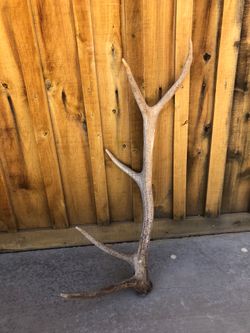 Elk Antler
