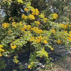Cassia Tree