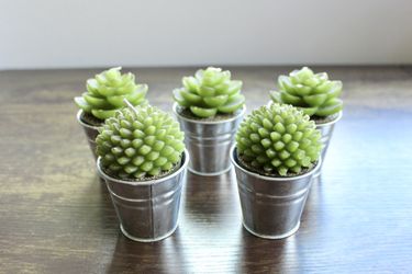Set of 5 Succulent Votive Candles